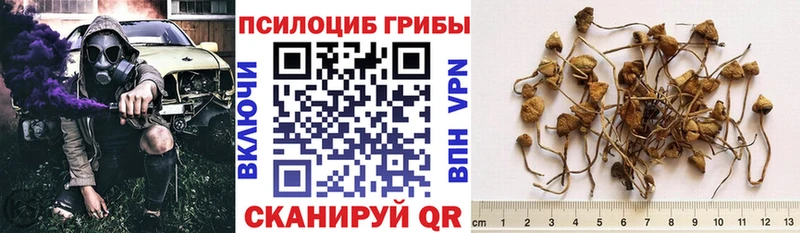Псилоцибиновые грибы Psilocybe  маркетплейс как зайти  Нальчик  где купить  