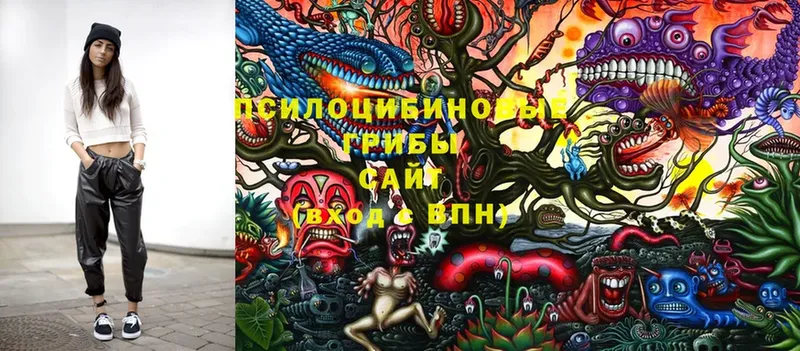 Галлюциногенные грибы Psilocybe Нальчик